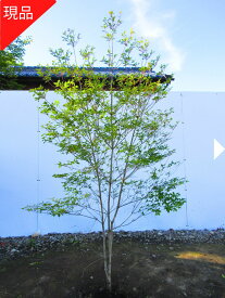 【現品発送】ドウダンツツジ(白花)樹高1.6m-1.8m(根鉢含まず)花木 庭木 植木 落葉樹 落葉低木【送料無料】