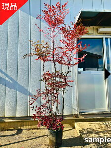 �y���i�����z�A�J�i���e�� �ԓ�V ����1.8-2.5m(���ꂩ��j9-10���|�b�g �c�� �c ���N�� �V���{���c���[ ��� �A�� ��Ύ� ��΍��؁y���������z