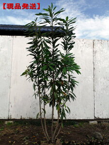 yizqYn  1.4m-1.8m(܂܂)@c V{c[  A Ύ ΍؁yz