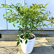 シロナンテン 白南天7号 鉢カバー 樹高60cm前後(鉢底から) 鉢植え なんてん 屋外用 観葉植物 外用 ベラン…