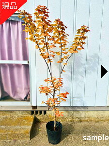 yizAIC^JGf 2.1-2.3m(ꂩ) 9 c nE`JGf C^JGf c c gt ~W V{c[  A t t؁yz