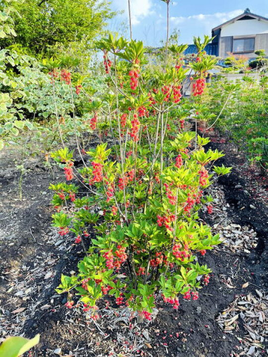 楽天市場 ベニサラサドウダンツツジ 紅更紗ドウダン 樹高1m前後 根鉢含まず 花木 庭木 植木 落葉樹 落葉低木 送料無料 ぐりーんぐりーん