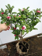 でかい 赤or白花 沈丁花 ジンチョウゲ 80cm前後(根鉢含まず) 苗 苗木 花木 庭木 植木 常緑樹 常緑低木