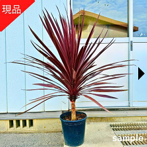 yizRWl(RfBl) bhX^[10 1.0-1.1m(ꂩ) V{c[ c c 썑 Ύ