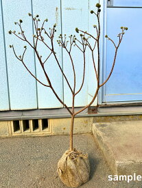 大きい 日本の黄花三つ又（ミツマタ）樹高0.7m前後(根鉢含まず) 苗木 苗 ミツマタ 花木 庭木 植木 落葉樹 落葉低木【送料無料】