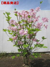 【現品発送】クロフネツツジ 黒船躑躅 樹高1.0-1.1m(根鉢含まず) 苗 苗木 花木 庭木 植木 落葉樹 落葉低木【送料無料】