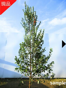 �y���i�����z�t�F�C�W���A(�p�C���W�F�� �p�C�i�b�v���W�F��) �傫���T�C�Y�I����2.1-2.2m(�����܂܂��j�c�� �c �V���{���c���[�@��؁@�A�؁@��Ύ��@��΍��؁@�ʎ��y���������z