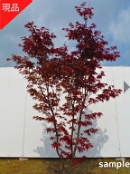 【スーパーセール10%OFF】【現品発送】ノムラモミジ 野村紅葉 株立ち 樹高2.1-2.4m(根鉢含まず）苗木 苗 …