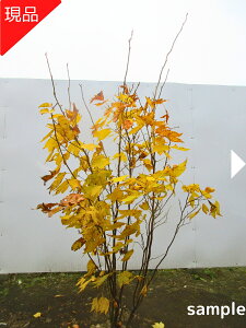 yizVW 1.5-2.0m(܂܂j@V{c[@؁@A؁@t@t؁yz