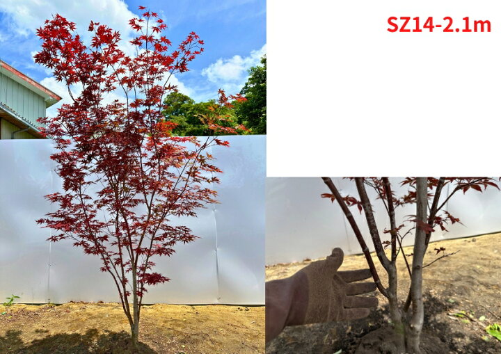 楽天市場】【現品発送】ノムラモミジ 野村紅葉 株立ち 樹高2.1-2.2m(根 