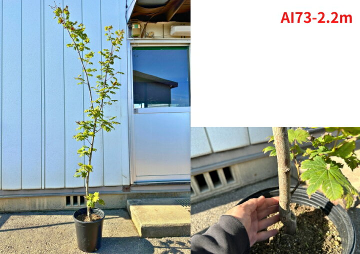 楽天市場】【現品発送】アオイタヤカエデ 樹高2.1-2.3m(鉢底から) 9号 