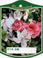 12本セットサツキツツジ(五月ツツジ)寿姫約0.3m(根鉢含む) 花木 庭木 植木 常緑樹 常緑低木【送料無料】