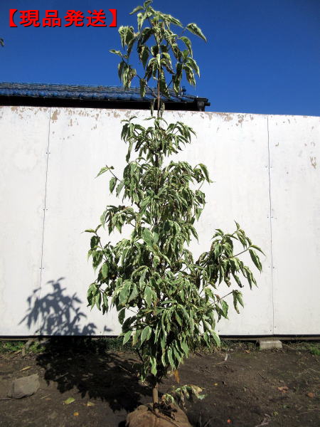 格安激安 斑入りヤマボウシ(ウルフアイ) 樹高1.7m前後(鉢底から）7号