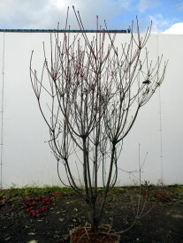 楽天市場 ドウダンツツジの通販