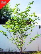 【スーパーセール10%OFF】【現品発送】マルバノキ 樹高1.9-2.0m(根鉢含まず）丸葉の木 ベニマンサク 紅万…