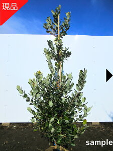 yiztFCWA(gXN) ̂ȂTCYI1.5-1.6m(܂܂j c c V{c[@؁@A؁@Ύ@΍؁yz