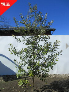 �y���i�����z�t�F�C�W���A(�N�[���b�W) ���̂Ȃ����T�C�Y�I����2.1-2.3m(�����܂܂��j�c�� �c �V���{���c���[ ��� �A�� ��Ύ� ��΍��؁y���������z