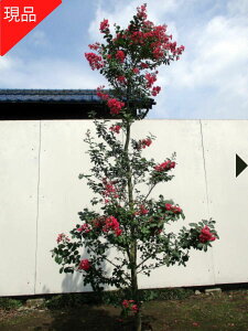yizTXx(Sg) ԉ Jg[bh 2.1-2.5m(܂܂) c V{c[  A t t