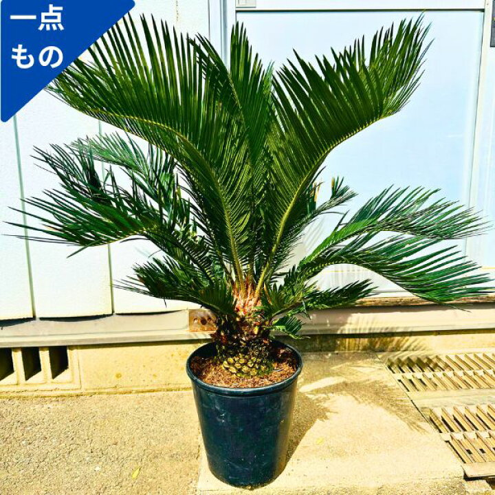 楽天市場】【一点もの】ソテツ（蘇鉄）8号樹高0.9m(鉢底から）幅0.8m  