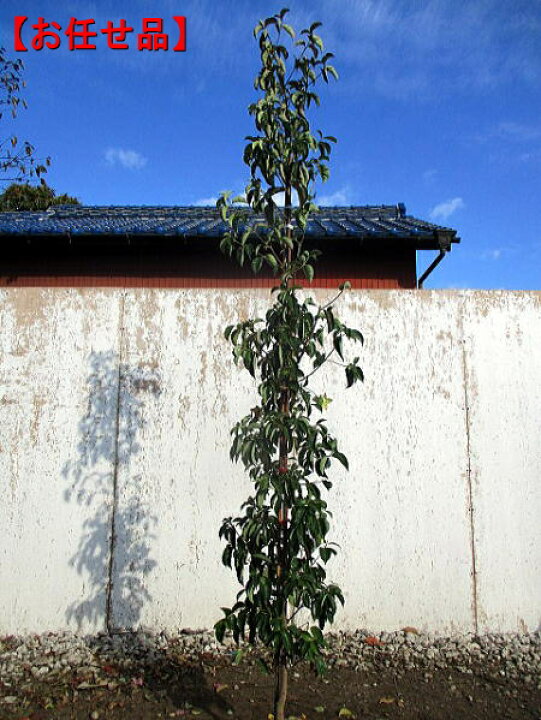 楽天市場 常緑ヤマボウシ 月光 単木 樹高2 0m前後 根鉢含まず シンボルツリー 庭木 植木 常緑樹 常緑高木 送料無料 ぐりーんぐりーん