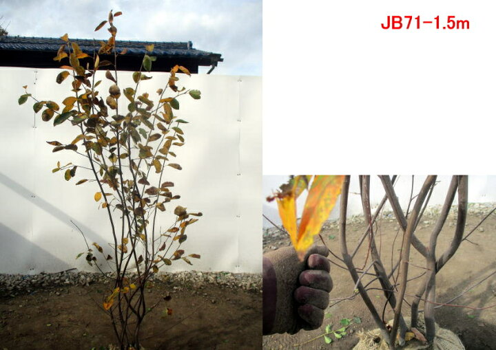 楽天市場 現品発送 ジューンベリー株立樹高1 7m 根鉢含まず シンボルツリー 庭木 植木 落葉樹 落葉高木 送料無料 ぐりーんぐりーん 楽天市場 現品発送 ジューンベリー株立樹高1 7m 根鉢含まず シンボルツリー 庭木 植木 落葉樹 落葉高木 送料無料 ぐりーんぐりーん