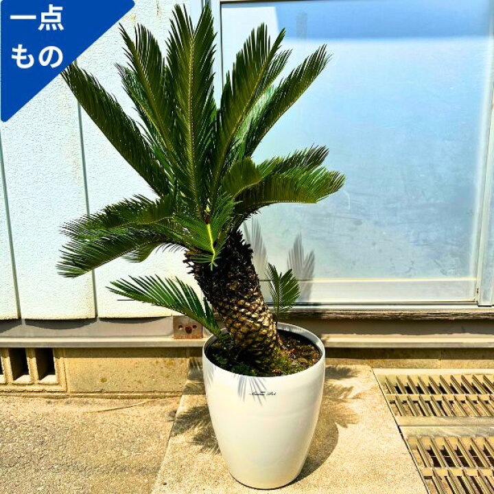楽天市場】【一点もの】ソテツ（蘇鉄）8号樹高0.9m(鉢底から）幅0.5m 