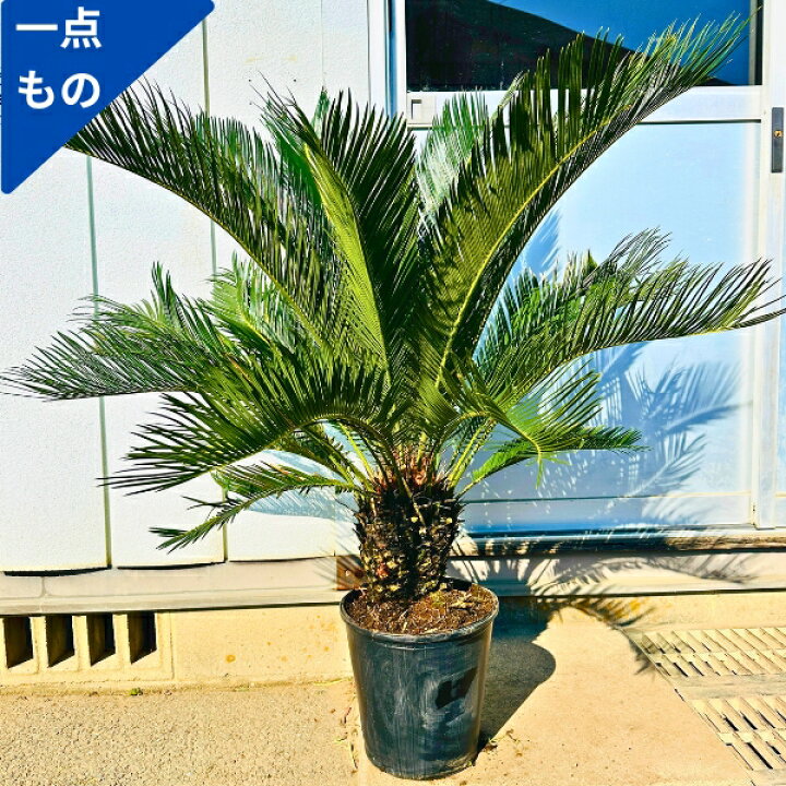 楽天市場】【一点もの】ソテツ（蘇鉄）8号 樹高1.1m(鉢底から）幅1.0m 