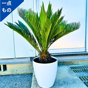 yGg[őSiP5{I 94 20:00`111:59܂Łz[X[p[Z[10%OFF]y_́z\ecihSj8 0.8m(ꂩj0.7m ϗtA Op O x_ V{c[  A 