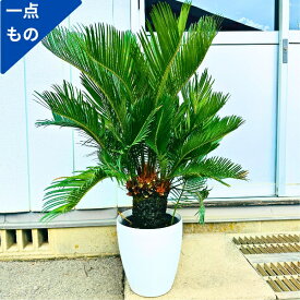 【一点もの】複数ヘッド ソテツ（蘇鉄）8号 樹高1.0m(鉢底から）幅0.7m 屋外用 観葉植物 シンボルツリー 庭木 植木 常緑樹 常緑高木【送料無料】