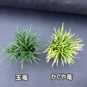 ◳20potƋʗ20pot̂ZbgJOEƃ^}ẼZbg@OhJo[@@} (PVP)yz