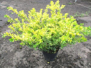 �S�[���f���W�F�� 6�� ���r�j�[���|�b�g �C�k�c�Q ��� �A�� ��Ύ� ��Β�؁y���������z