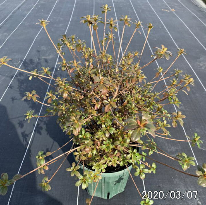 楽天市場 珍しい四季咲きツツジがこのボリューム 特大6号鉢 鉢植え 花木 庭木 植木 常緑樹 常緑低木 送料無料 ぐりーんぐりーん
