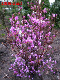 ミツバツツジ 紫花樹高0.8m前後(根鉢含まず) 花木 庭木 植木 落葉樹 落葉低木【送料無料】