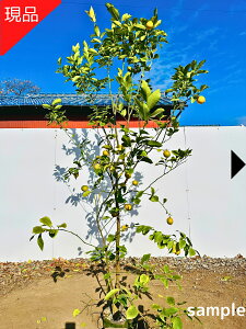 �y�����z�y���i�����z�������̖� ���X�{�� ����1.9-2.6m(�����܂܂�) �c�� �ʎ��c �V���{���c���[ ��� �A�� ��Ύ� ��΍��؁y���������z