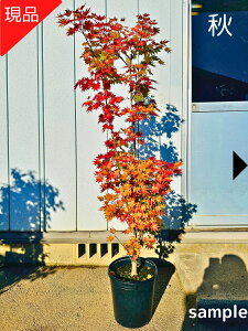 yizW[_ IIC^CQc 9 1.5-1.8m(܂܂) ~W JGf V{c[  A t t؁yz