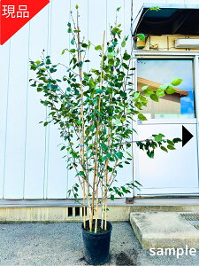 【現品発送】ジャクモンティー シラカバ 白樺 株立ち 9号 樹高2.2-2.4m(鉢底から)苗 苗木 シンボルツリー 庭木 植木 落葉樹 落葉高木 植え替え不要
