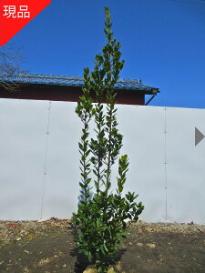 yizQbPCWijj2.1-2.4m(܂܂) c c V{c[  A Ύ ΍ 