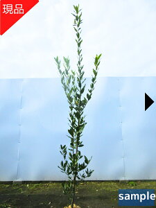 yizQbPCWijj2.1-2.4m(܂܂) c c V{c[  A Ύ ΍ 