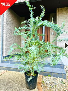 yizu[ubV AJVA 10 1.8-2.2m(ꂩ) V{c[  A Ύ ΍؁yz