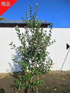 yGg[őSiP5{I 94 20:00`111:59܂ŁzyiztFCWA(A|) 1.7-1.9m(܂܂) V{c[ c c  A Ύ ΍؁yz