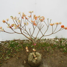 珍しい赤花三つ又（ミツマタ）樹高1.0m前後(根鉢含まず) 接ぎ木 花木 庭木 植木 落葉樹 落葉低木【送料無料】