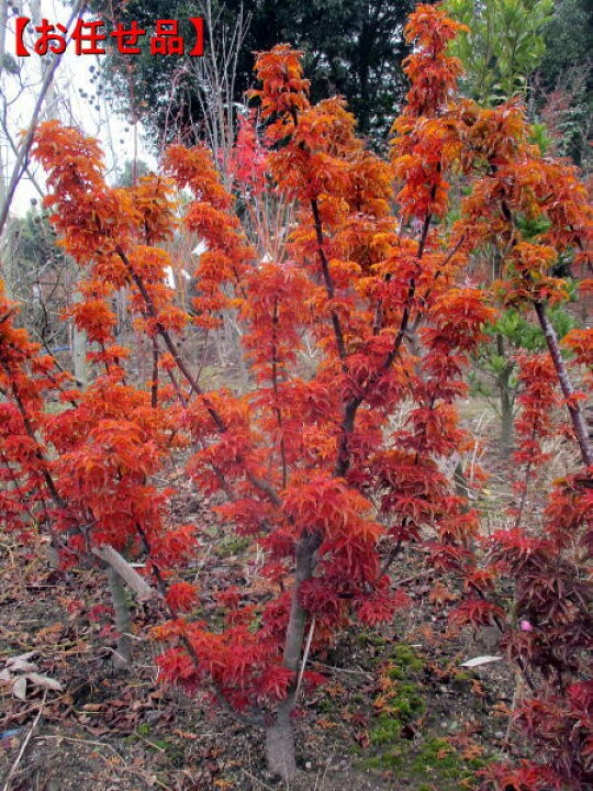 楽天市場 お任せ品 成長激遅 獅子頭 シシガシラ モミジ樹高0 8m 鉢底から シンボルツリー 庭木 植木 落葉樹 落葉高木 送料無料 ぐりーんぐりーん
