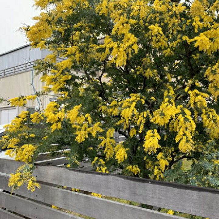 楽天市場 ギンヨウアカシア プルプレア 樹高2 0m前後 根鉢含まず 8号地中ポット ミモザアカシア シンボルツリー 庭木 植木 常緑樹 常緑高木 送料無料 ぐりーんぐりーん 楽天市場 ギンヨウアカシア プルプレア 樹高2 0m前後 根鉢含まず 8号地中ポット ミモザアカシア シンボルツリー 庭木 植木 常緑樹 常緑高木 送料無料 ぐりーんぐりーん