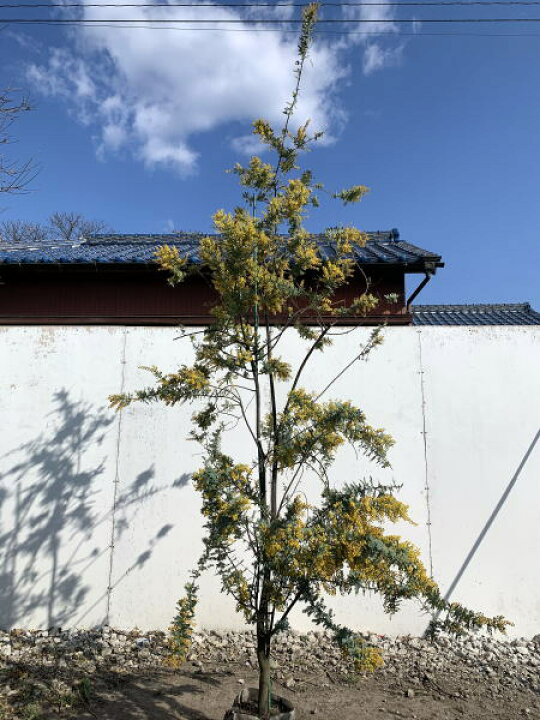 楽天市場 ギンヨウアカシア プルプレア 樹高2 0m前後 根鉢含まず 8号地中ポット ミモザアカシア シンボルツリー 庭木 植木 常緑樹 常緑高木 送料無料 ぐりーんぐりーん