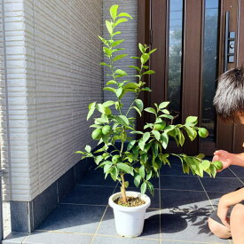 レモンの木 6号 マイヤーレモン 接ぎ木苗 鉢植え 常緑樹 常緑高木