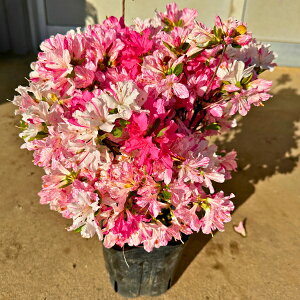 12{ZbgNccW(văccW)(gRic)炫d0.3m(܂) Ԗ  A Ύ Β؁yz