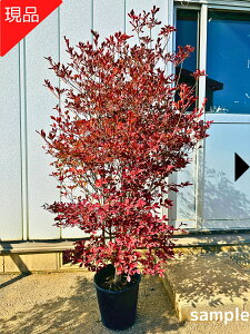 yX[p[SALE10%OFFzyizhE_ccW  9|bg 1.5-1.6m(ꂩ) c c Ԗ  A t t؁yz