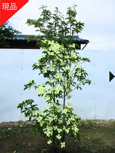 【現品発送】常緑ヤマボウシ 月光 株立ち 樹高1.8-2.2m(根鉢含まず)シンボルツリー 庭木 植木 常緑 常緑高木【送料無料】