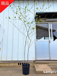 クロモジ 植木」の人気商品一覧・価格比較 - 価格.com