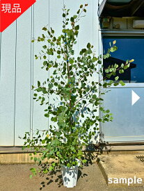 【現品発送】ユーカリ(ポポラス) 8号 樹高1.8-2.3m(鉢底から) 苗木 苗 マルバユーカリの木 シンボルツリー 庭木 植木 常緑樹 常緑高木【送料無料】